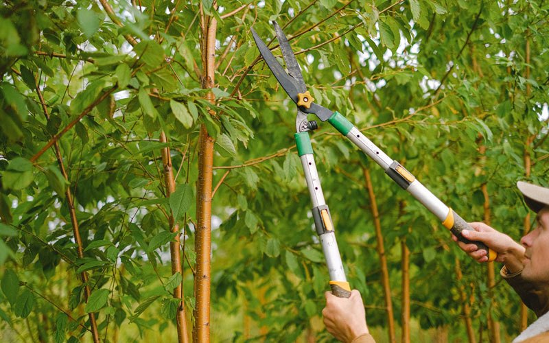 Tree trimming in Gardner, ND