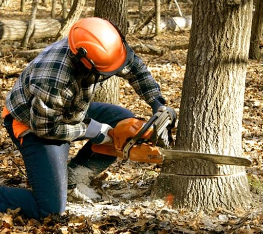 Tree Removal in Gardner, ND